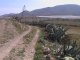 Los Albaricoques